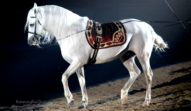 Medieval Times Stallions