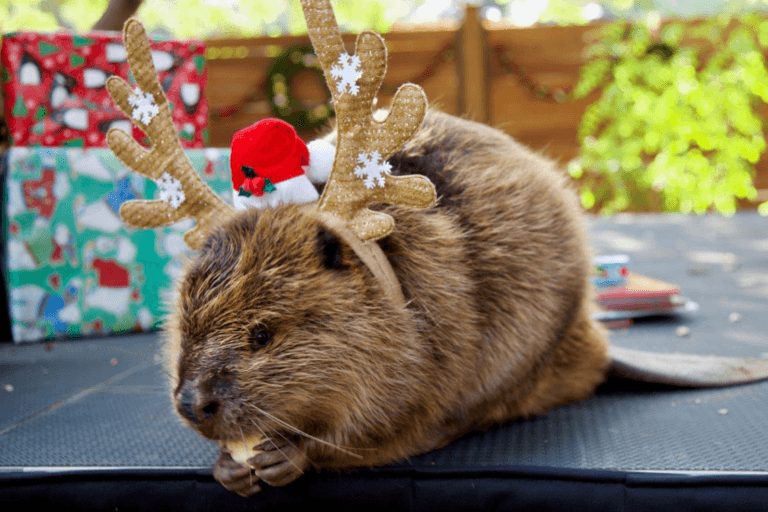 Christmas at The Orange County Zoo! Balancing The Chaos