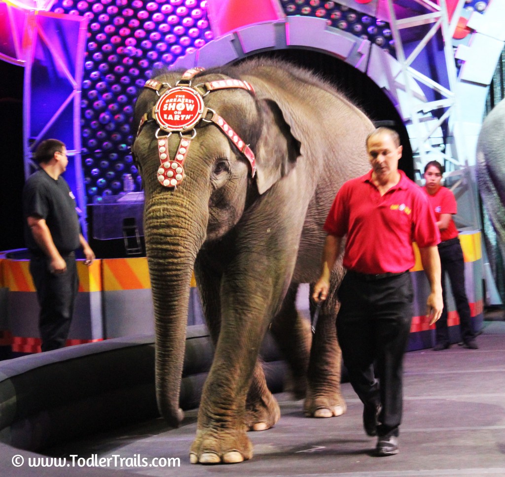 Ringling Bros Mabel