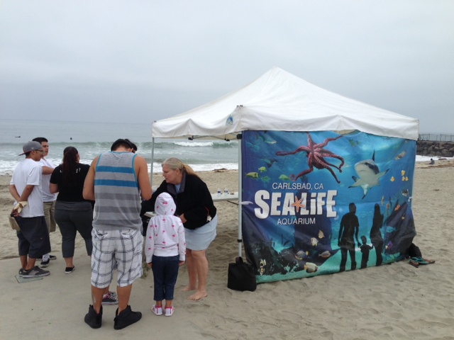 Sealife Aquarium Cleanup