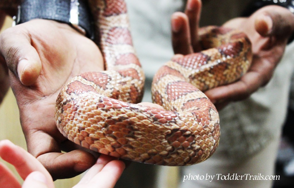 The Reptile Zoo's Cornflake