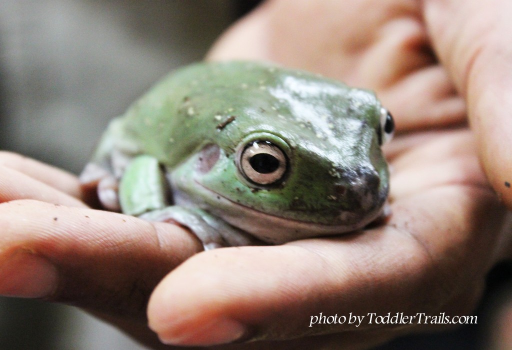 The Reptile Zoo's Sidney