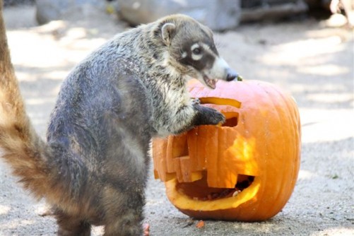 Halloween At The OC Zoo