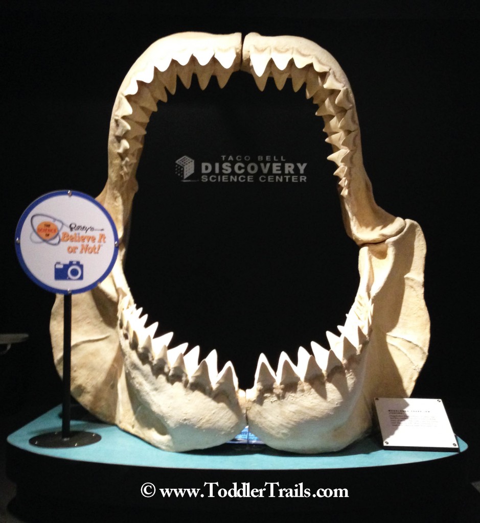 DSC Science Ripleys Jaws