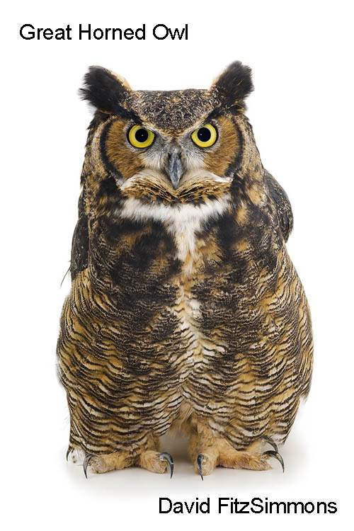 Great Horned Owl