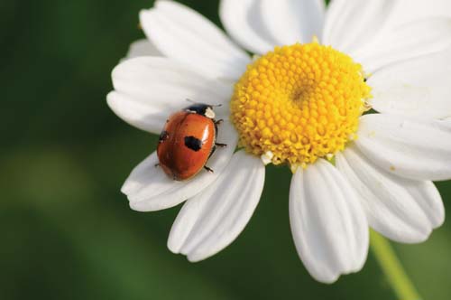Ladybug on daisy-122537951