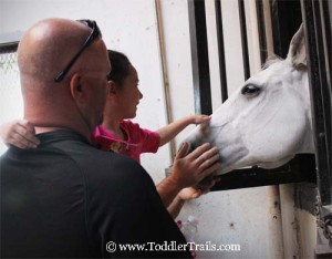 Medieval Times Andalusians