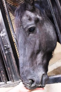 Medieval Times Close Up Andalusian