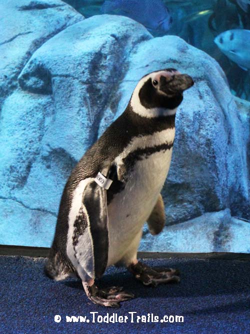 Penguin at Aquarium - Copy