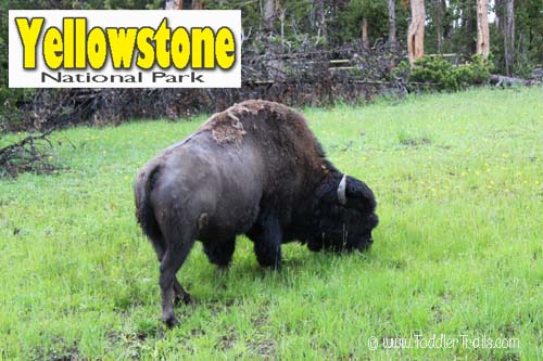 Yellowstone Bison