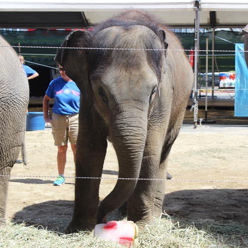 Baby Elephant Popsicle