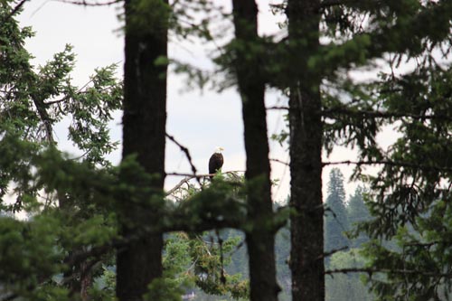 Bald Eagle