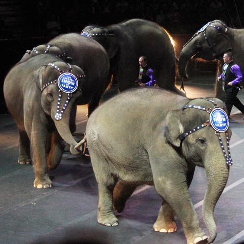 Ringling Elephants