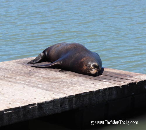 San Francisco Sealion