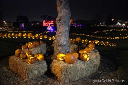 Pumpkins-a-glow