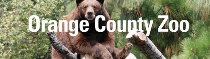 Bear Awareness Day, OC Zoo
