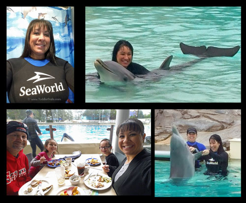 SeaWorld San Diego, Dolphin Interaction, Swimming with Dolphins