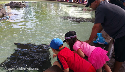 SeaWorld San Diego, Bat Ray 