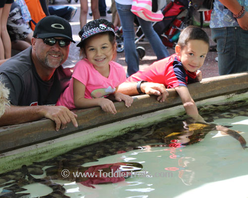 SeaWorld San Diego, Explorers Reef, Interact with sharks