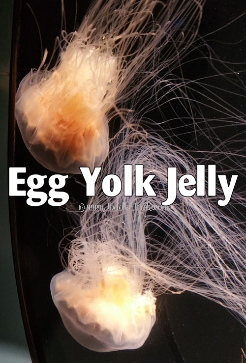 Egg Yolk Jellyfish, Aquarium of the Pacific