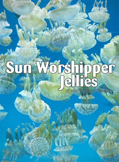 Sun Worshipper Jellyfish, Aquarium of the Pacific
