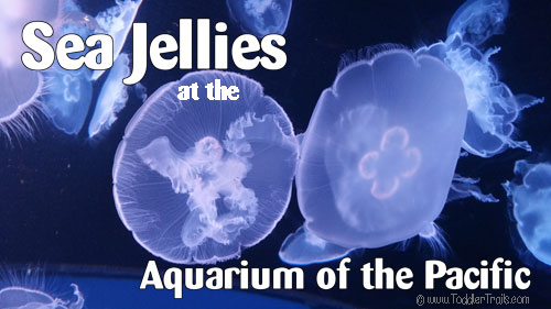 Aquarium of the Pacific, Sea Jellies, Moon Jellies, Jellyfish