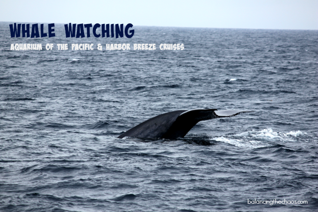 Whale Watching