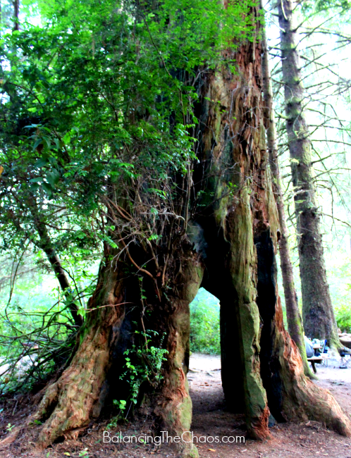 Mystic Forest RV Park & Campground, Giant Redwood Tree arch