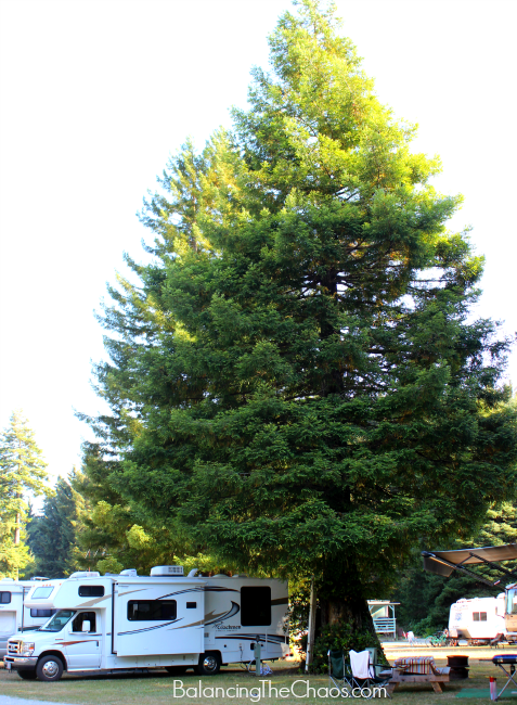 Our Mystic Forest RV Site