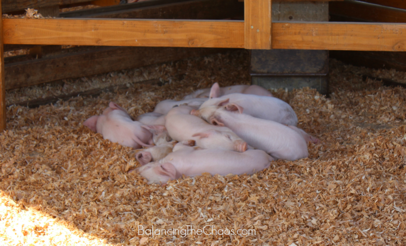 OC Fair Pigs