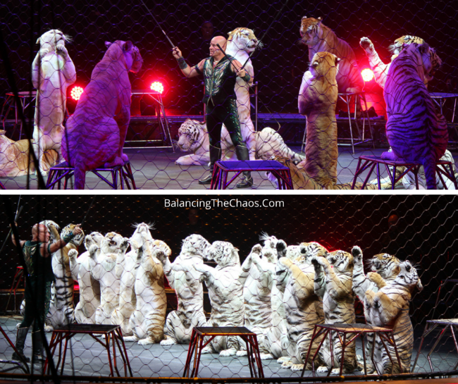 Ringling Bros Barnum & Bailey Tigers