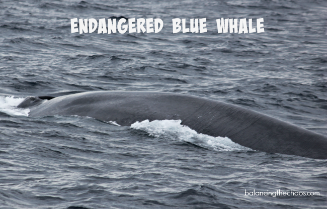 endangered blue whale
