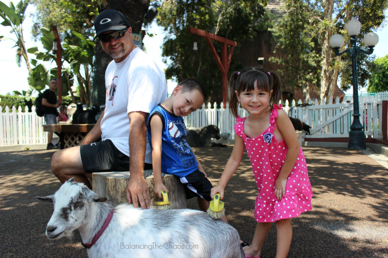 Adventure City Theme Park Petting Zoo