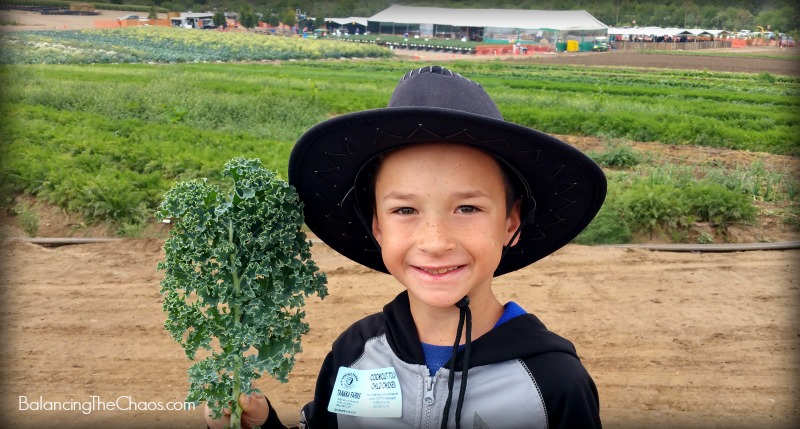 Tanaka Farms Curly Kale Cookout Tour