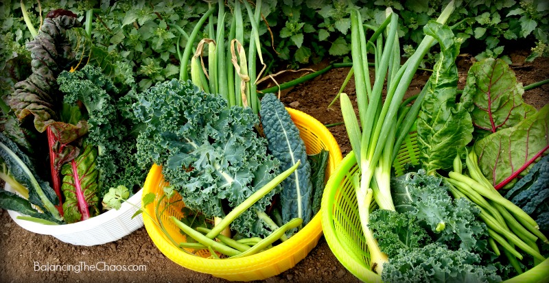 Tanaka Farms Fresh vegetables