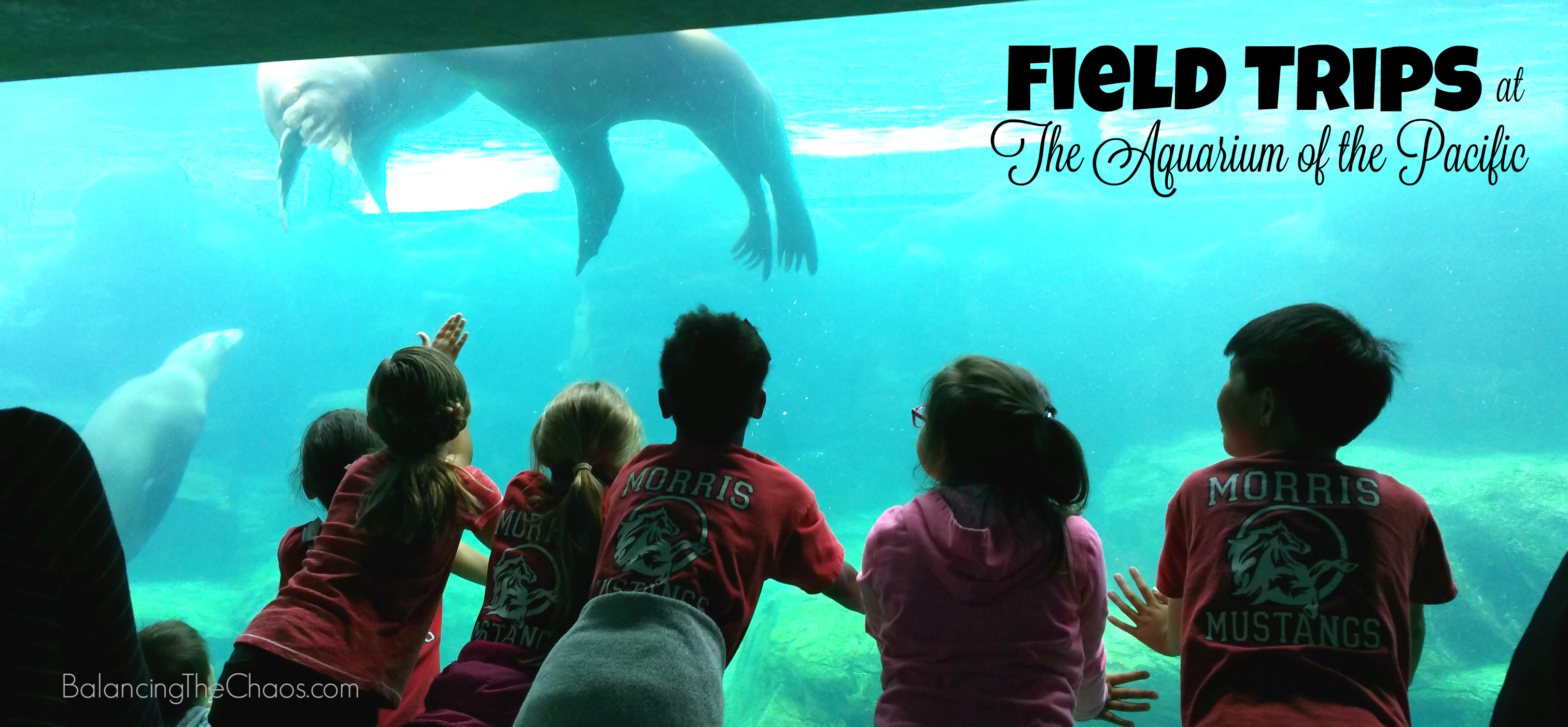 Field Trips at the Aquarium of the Pacific