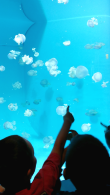 Jellies at the Aquarium of the pacific