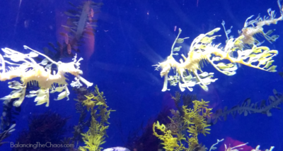 Sea Dragons at Aquarium