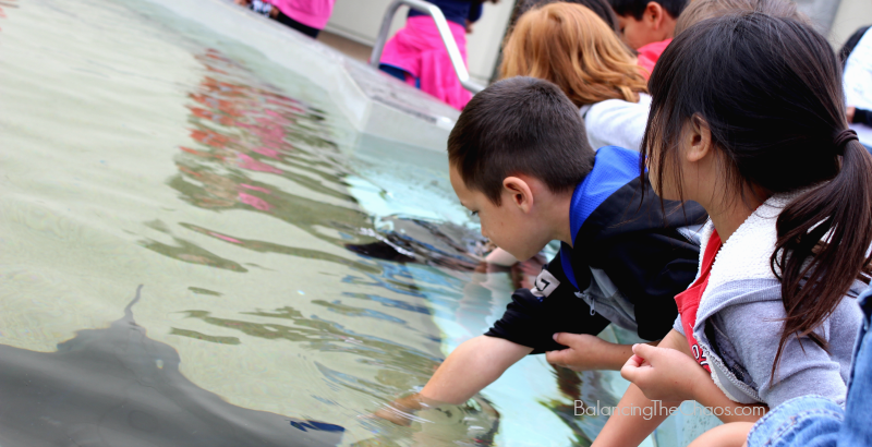 Stingray at Aquarium