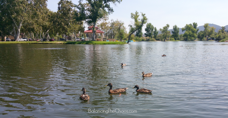 Wild Life at Santee Lakes