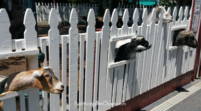 Petting Zoo at Adventure City