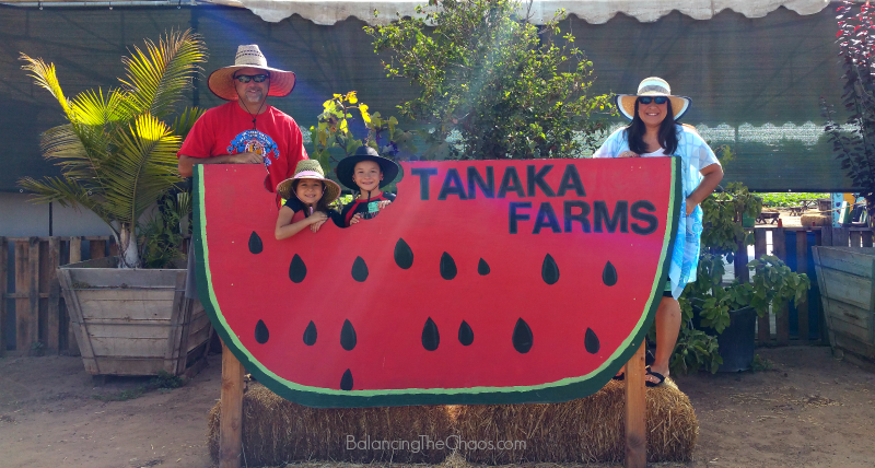 tanaka farms melon tour