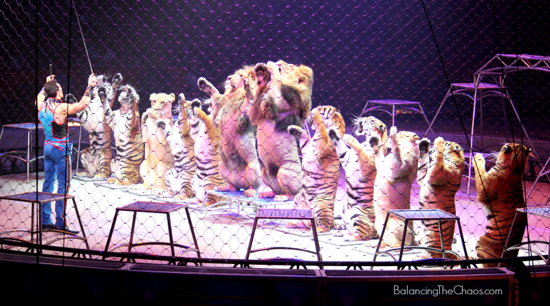 Ringling Bros Tigers