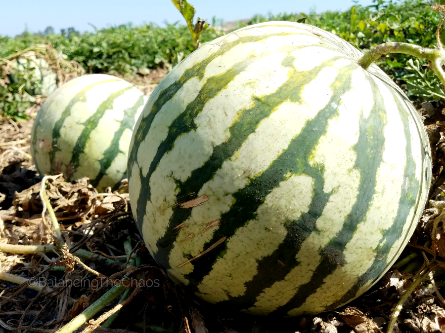 Tanaka Farms Watermelon Picking