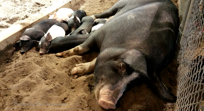 LA County Fair Pigs