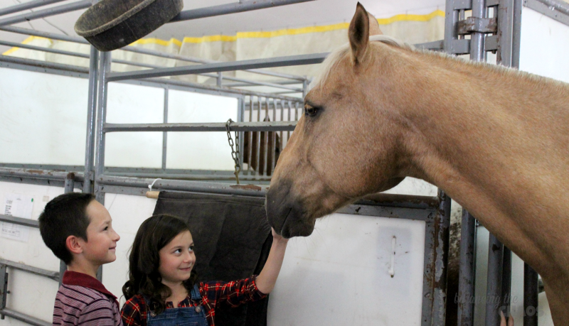 Kids meeting the horses of Cavalia