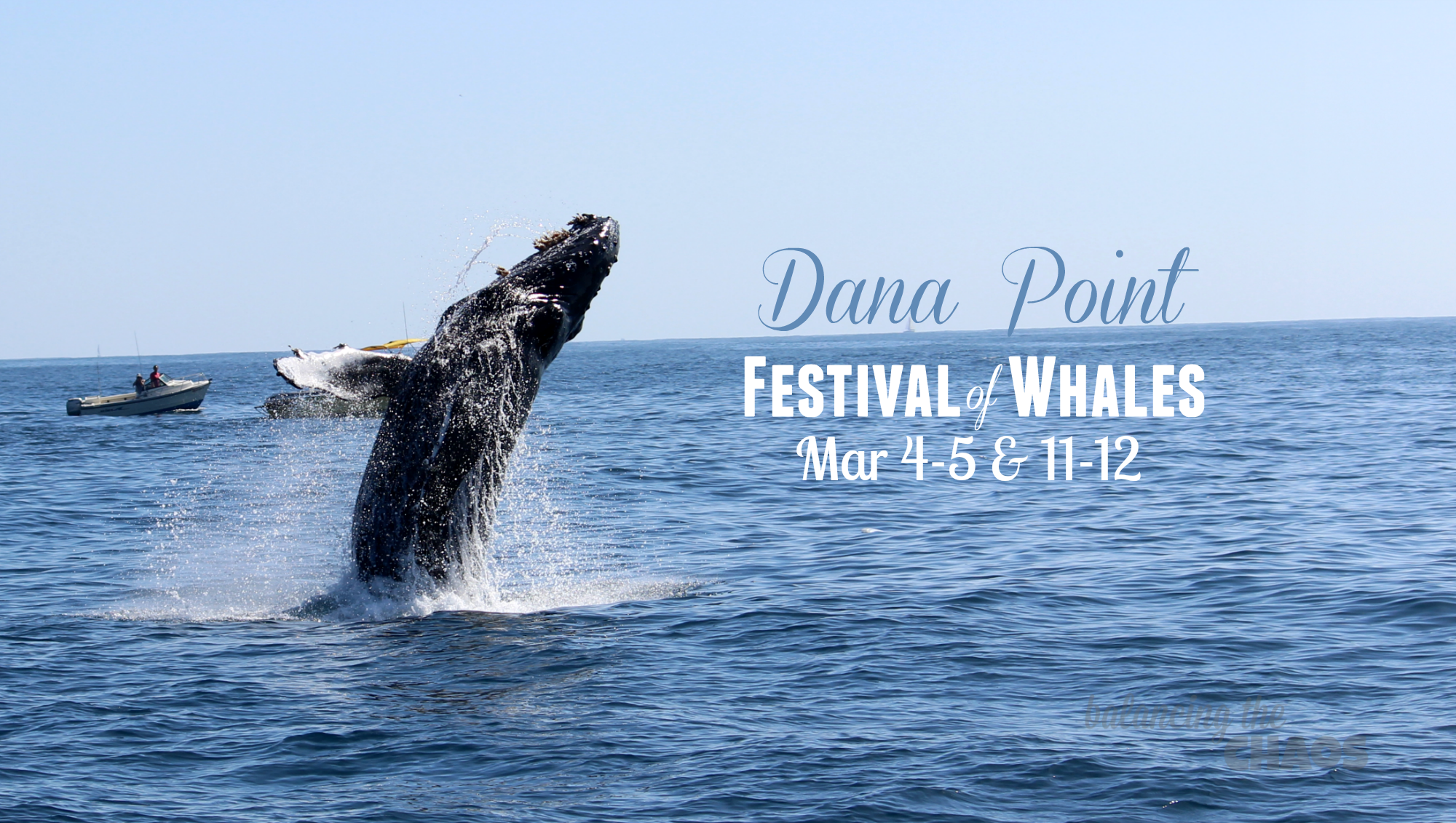 Dana Point Festival of Whales 2017 Whale Watching Dana Whales
