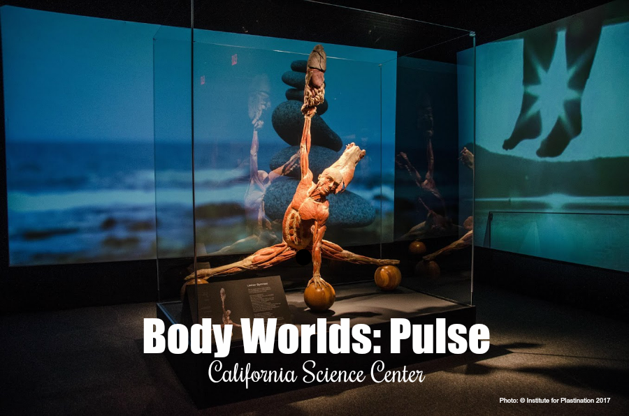 Body Worlds Pulse