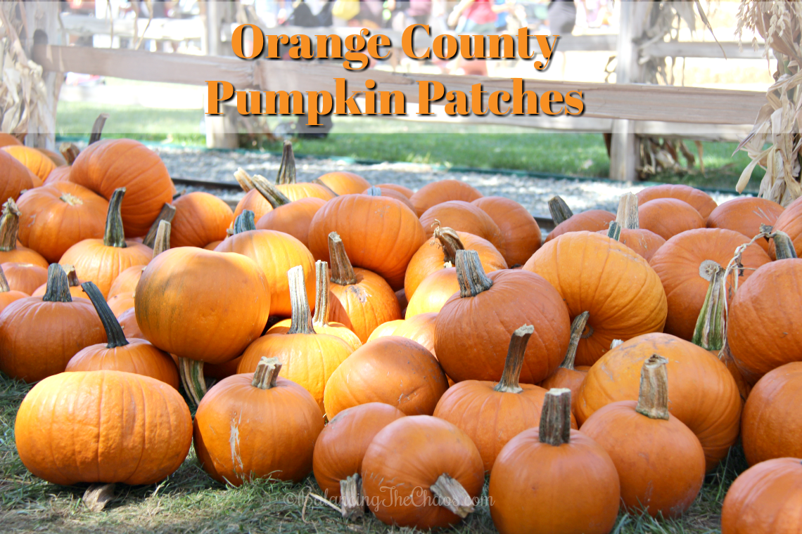Orange County Pumpkin Patches & Fall Family Fun Balancing The Chaos