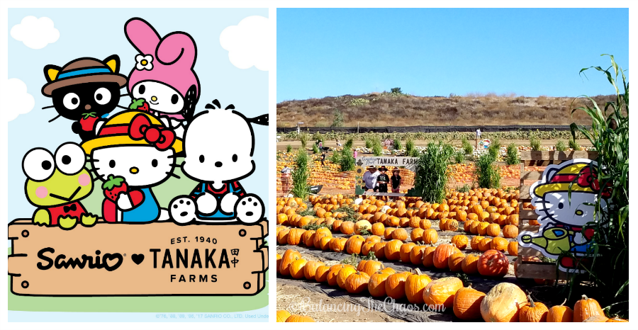 Hello Kitty to make year-long appearances at Tanaka Farms in